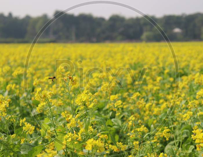 Mustard And Onion Firm View On Field
