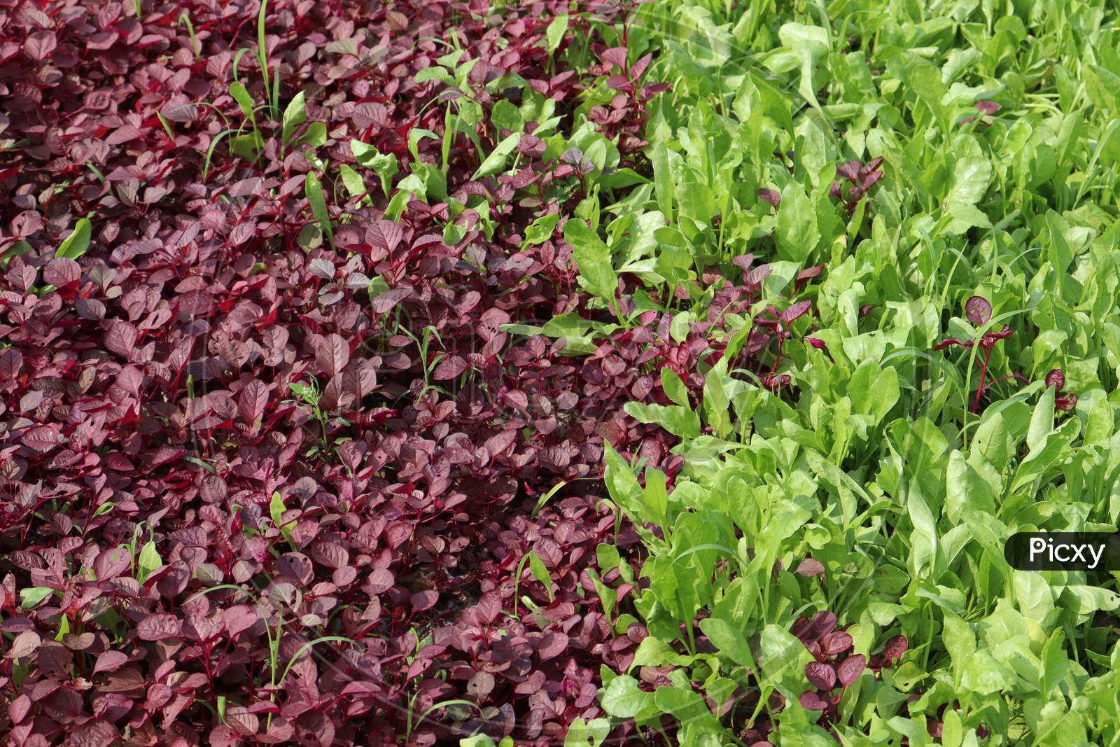 Red And Green Colored Spinach Farm