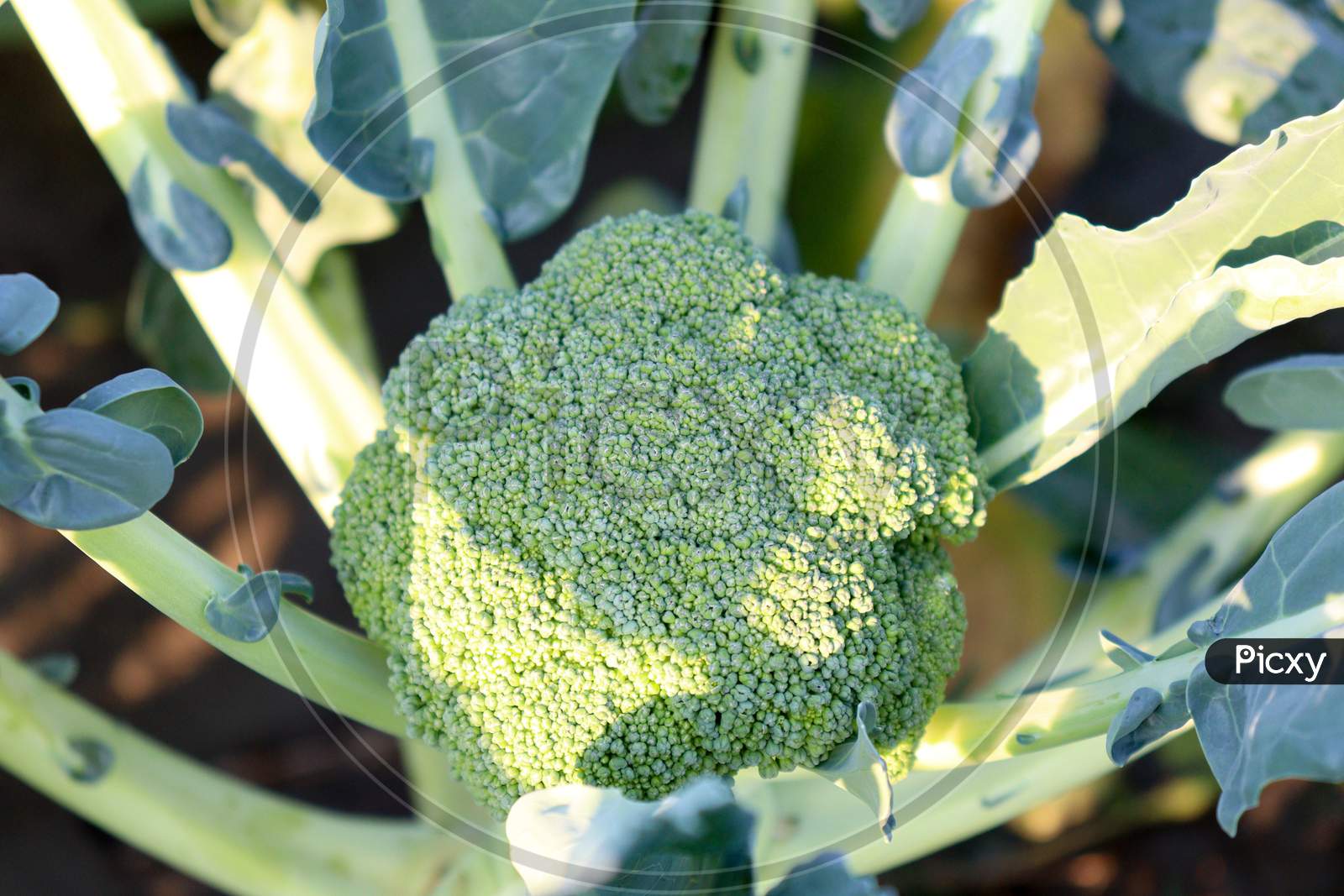 Green Colored Broccoli On Tree In Farm