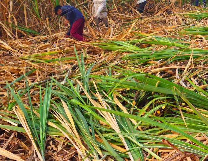 Scene of sugarcane field. Season of harvesting sugarcane. Farmers are cutting sugarcane plantation for sell