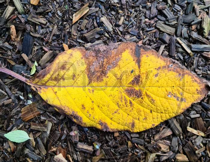 Beautiful Colorful Autumn Leaves On The Ground For Backgrounds Or Textures
