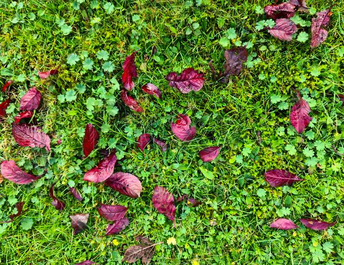 Beautiful Colorful Autumn Leaves On The Ground For Backgrounds Or Textures