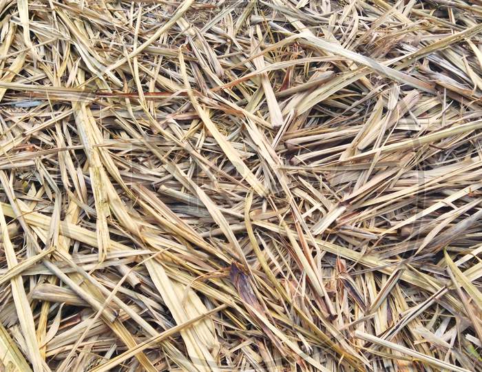 Close up of dry leaves of sugarcane