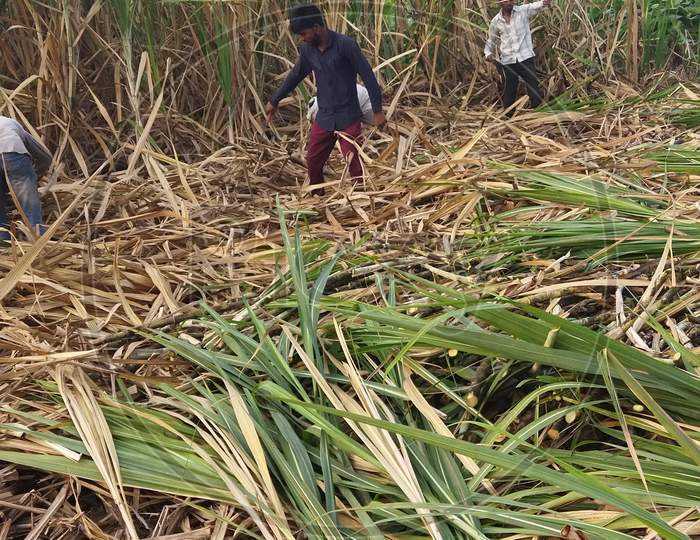 : a agriculture scene where workers cutting sugarcane plants by hand