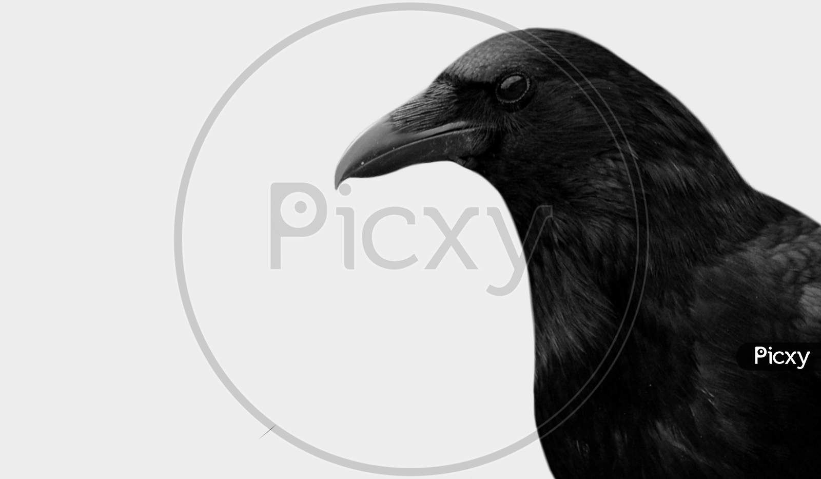 Dark Black Crow Closeup Face