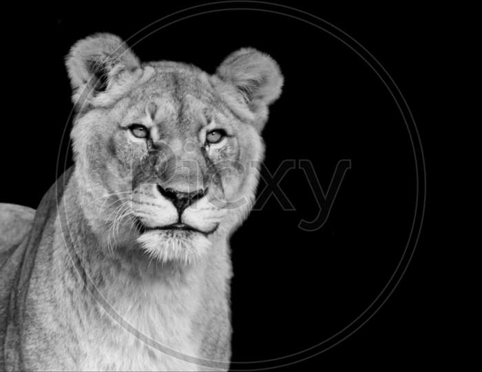 Lion Portrait Closeup Face In The Black Background