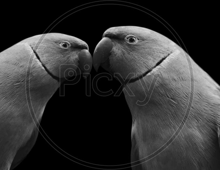 Two Couple Parrot Kissing On The Black Background