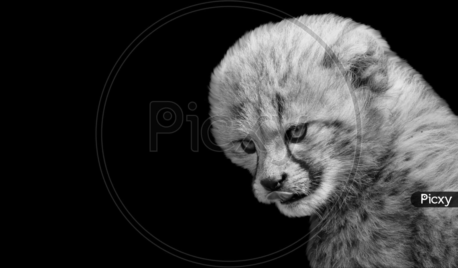 Angry Cheetah Cub Face On The Black Background
