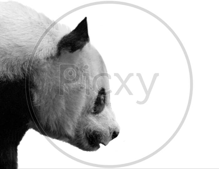 Cute Black And White Panda Isolated On The White Background