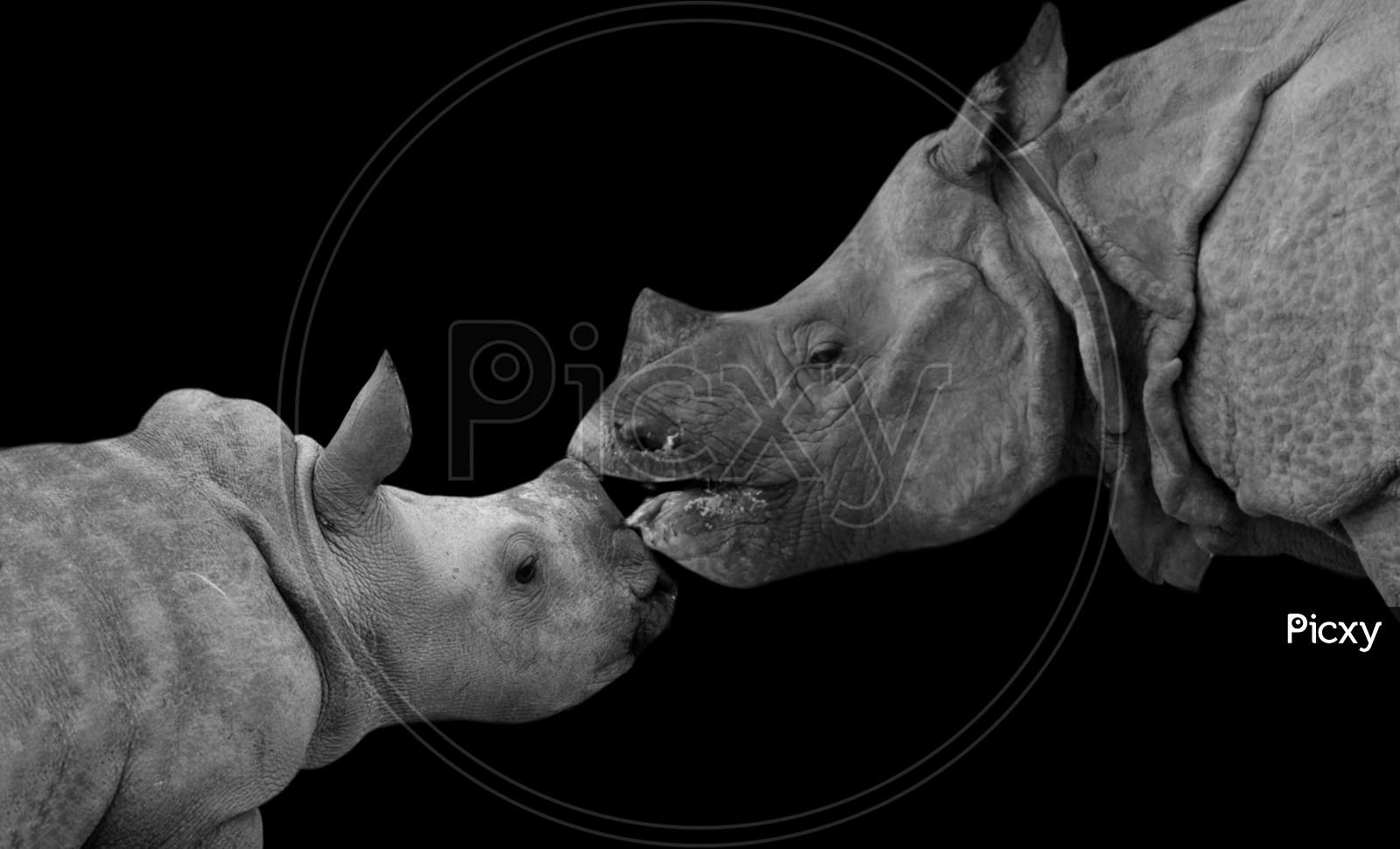 Mother And Baby Rhino Face On The Black Background