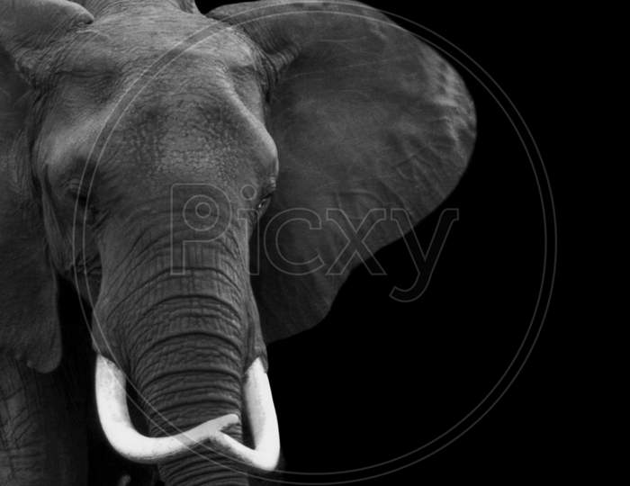 Black And White African Elephant Closeup Face With Big Teeth On The Black Background