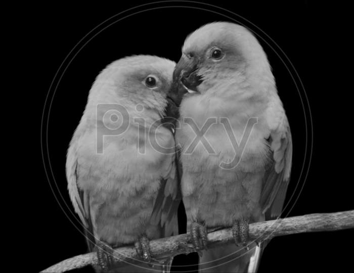 Two Beautiful Love Parrots Sitting On The Tree Branch
