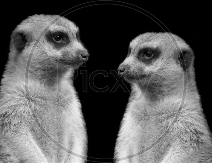 Two Black And White Meerkat Closeup On The Black Background