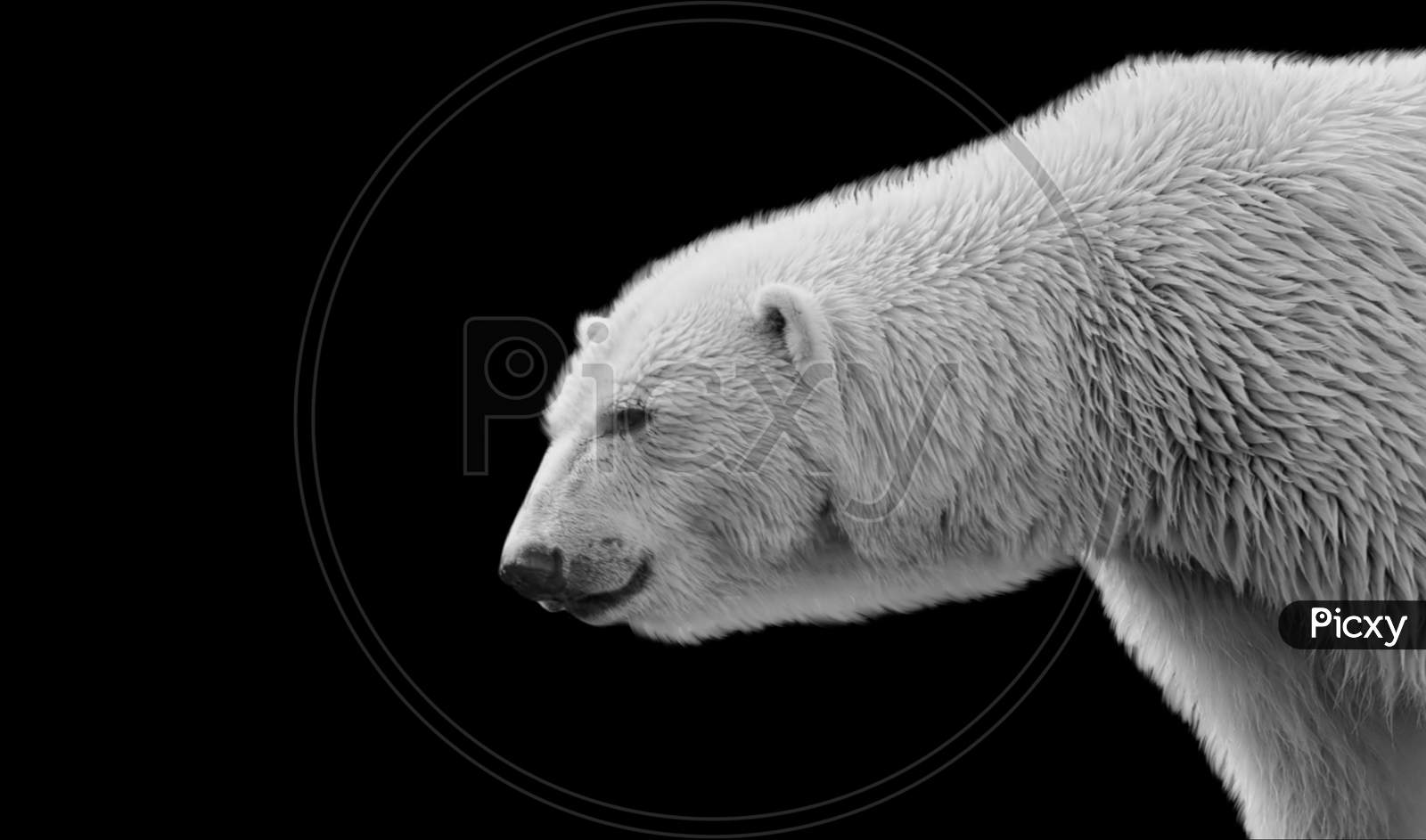 White Polar Bear Portrait Face On The Black Background
