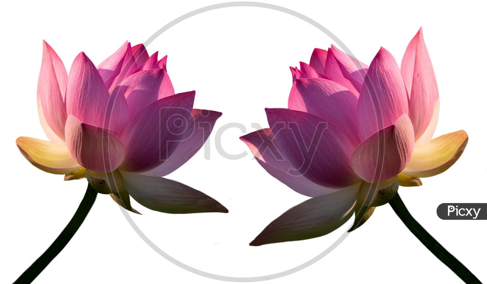 Two Beautiful Lotus Isolated On The White Backgroud