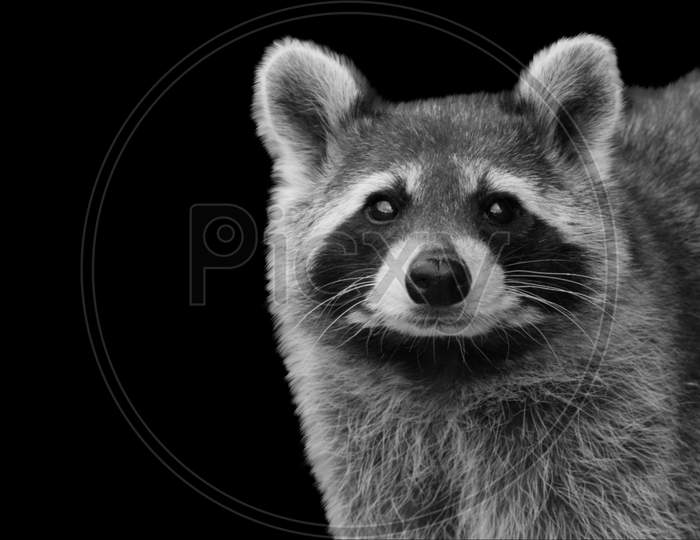 Black And White Raccoon Cute Face
