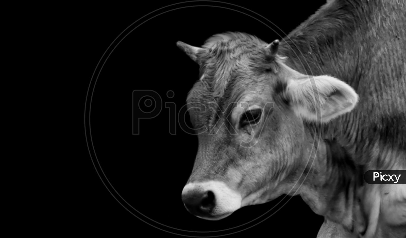 Cow Portrait Face In The Dark Background