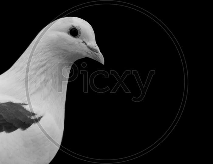Beautiful Black And White Pigeon Face