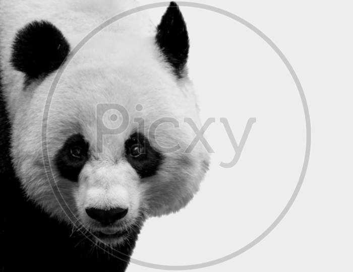 Beautiful Cute Big Panda Closeup Face On The White Background