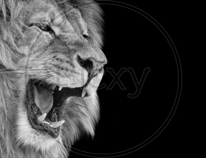 Beautiful Lion Closeup Portrait On The Dark Background