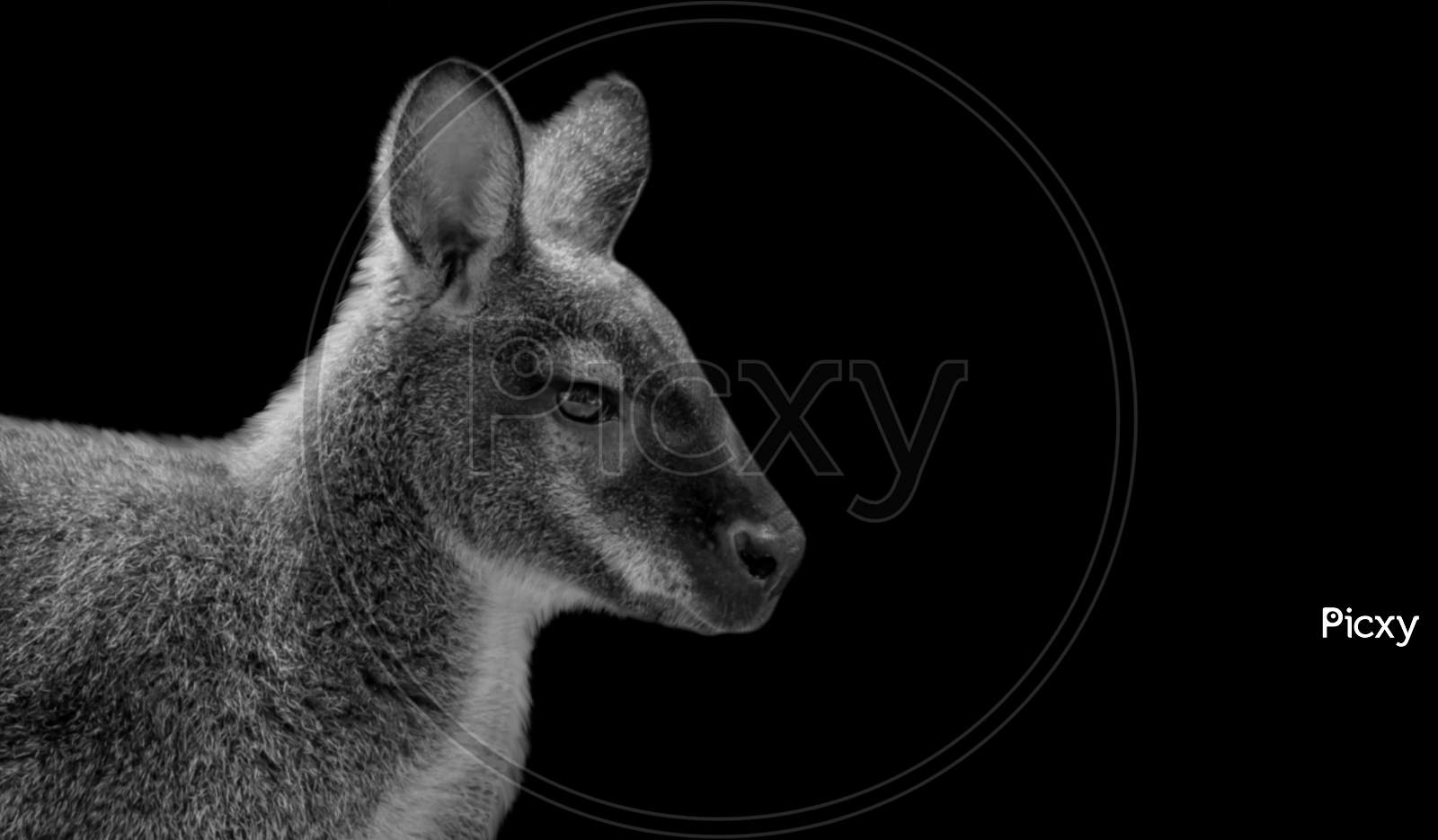 Amazing Black And White Kangaroo Face On The Dark Background