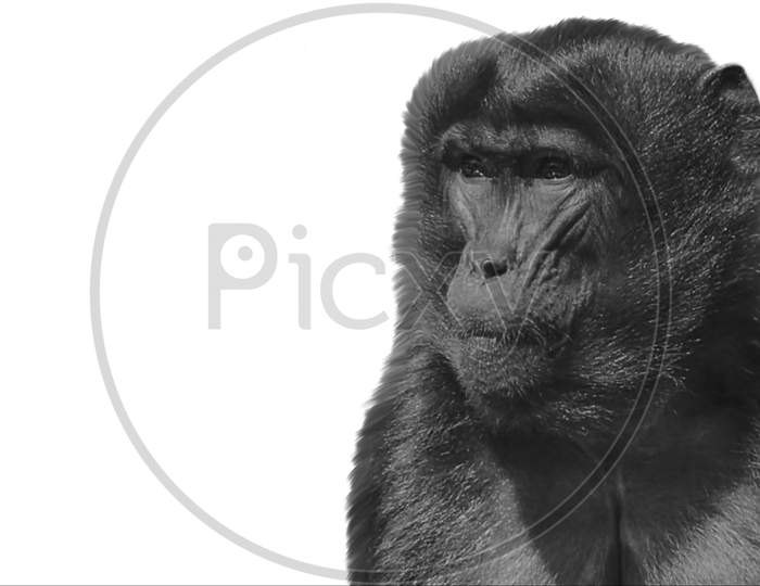 Black And White Aggressive Monkey Isolated On The Black Background