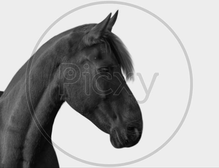 Beautiful Sad Black Horse Isolated On The Black Background