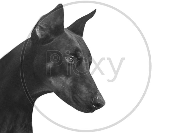 Strong Dobermann Dog Face On The White Background