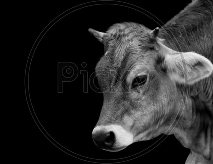 Cow Portrait Face In The Dark Background