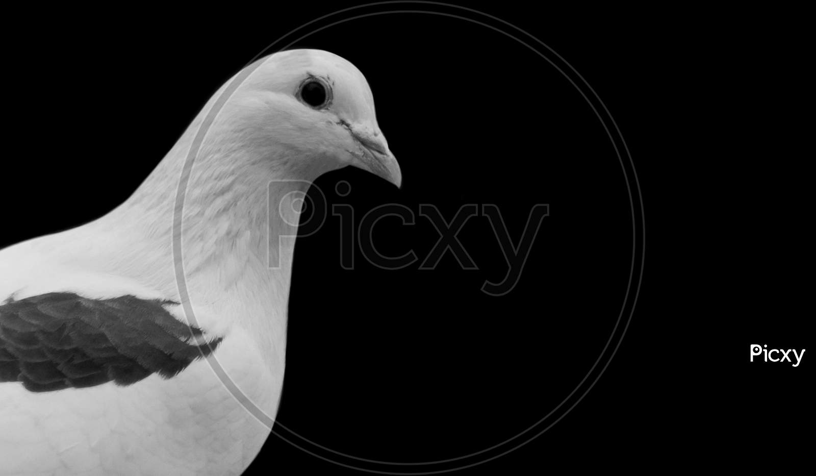 Beautiful Black And White Pigeon Face