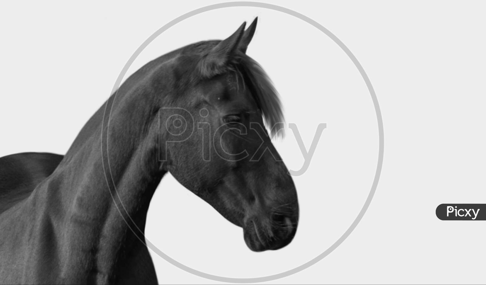 Beautiful Sad Black Horse Isolated On The Black Background