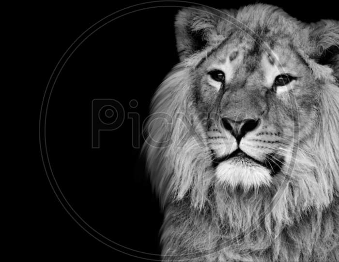 Black And White Lion Portrait Face
