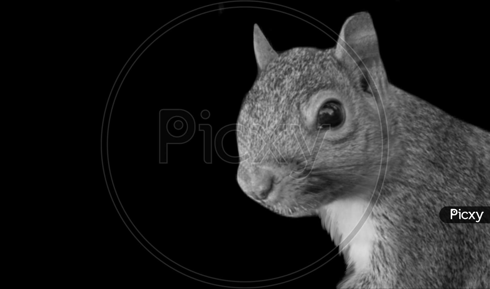 Cute Little Squirrel Face On The Black Background