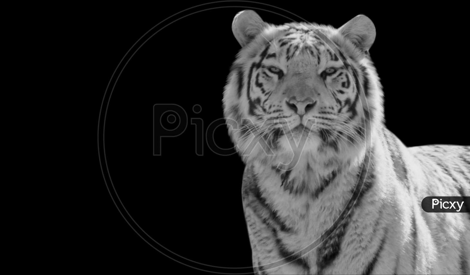 Dangerous Black And White Tiger Portrait Face