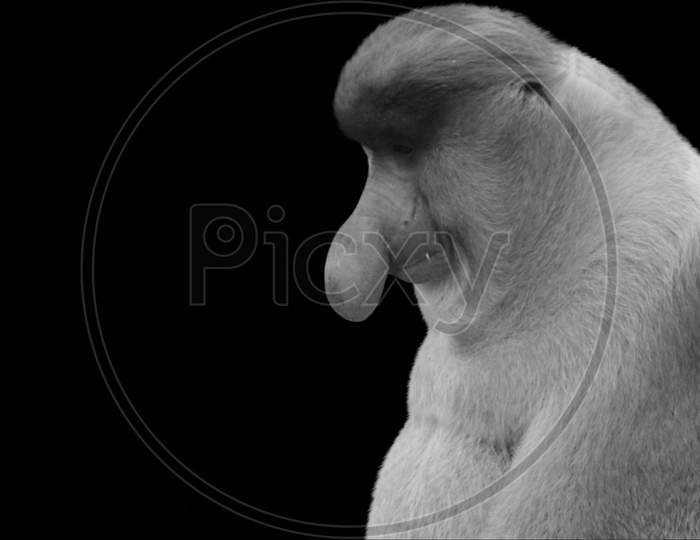 Proboscis Monkey Sitting On The Black Background