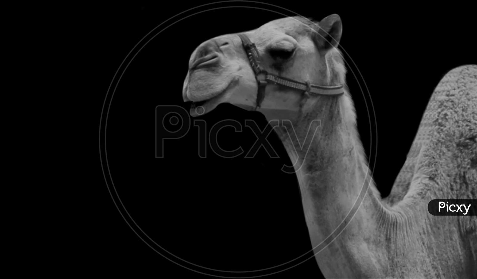 Long Neck Camel Portrait On The Black Background