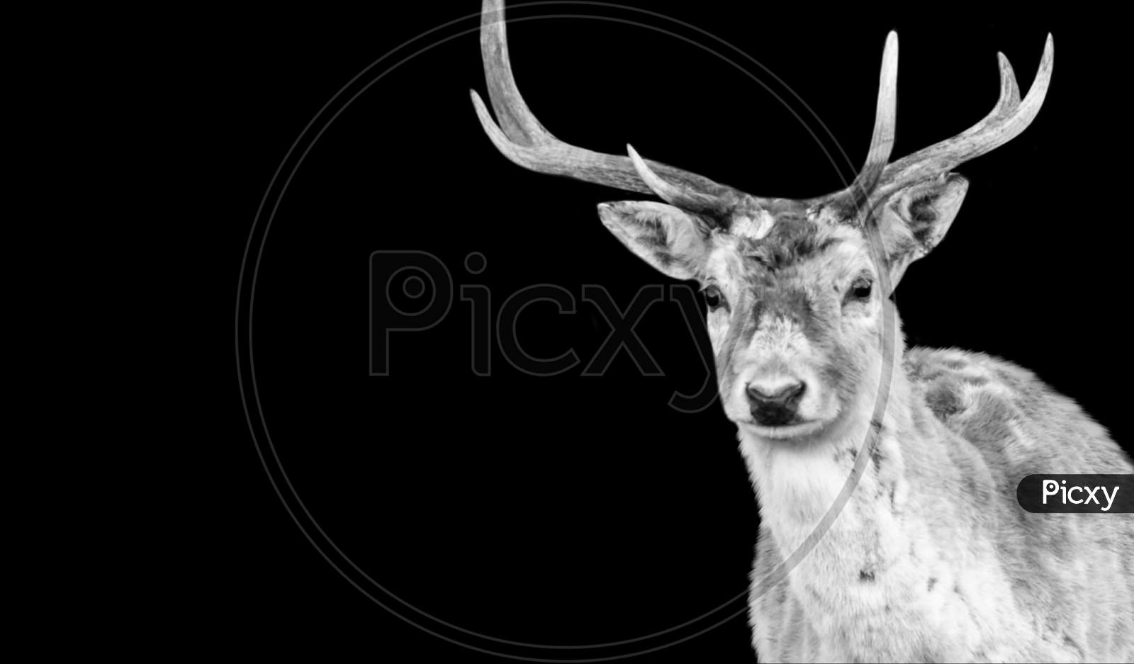 Beautiful Big Antlers Deer Portrait On The Black Background