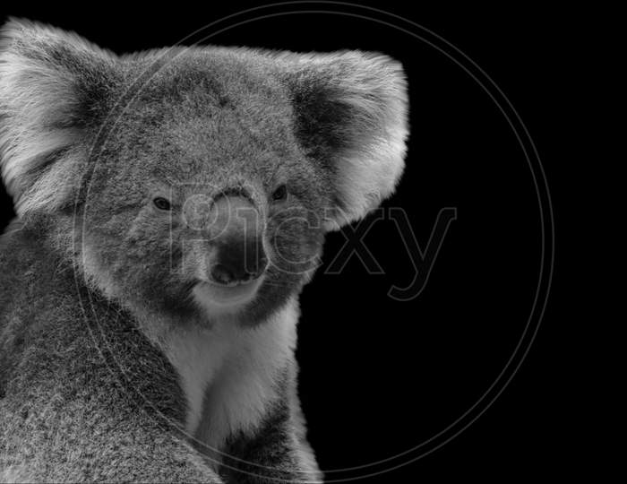 Very Cute Koala Sitting On The Black Background