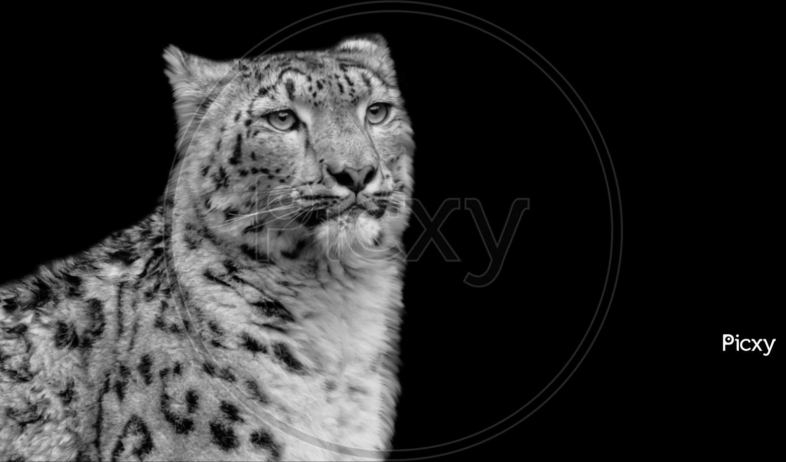 Black And White Snow Leopard Portrait In The Black Background