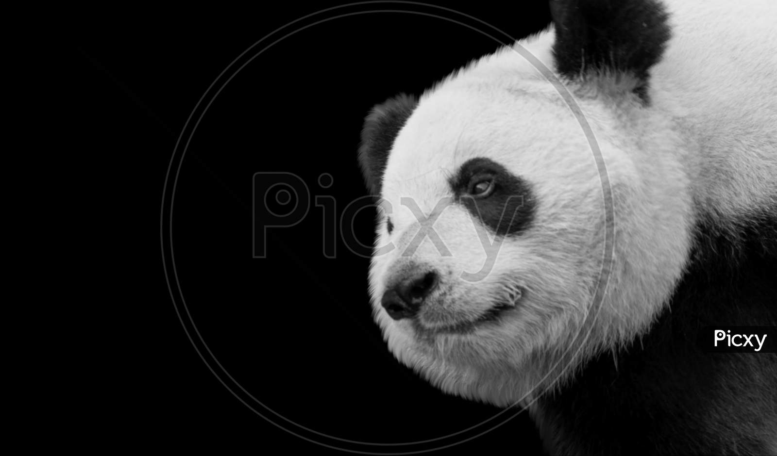 Cute Panda Portrait Face On The Dark Background