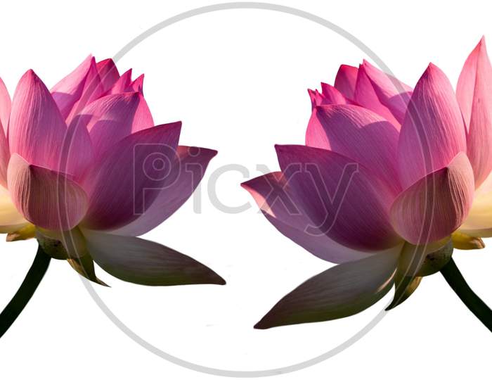 Two Beautiful Lotus Isolated On The White Backgroud