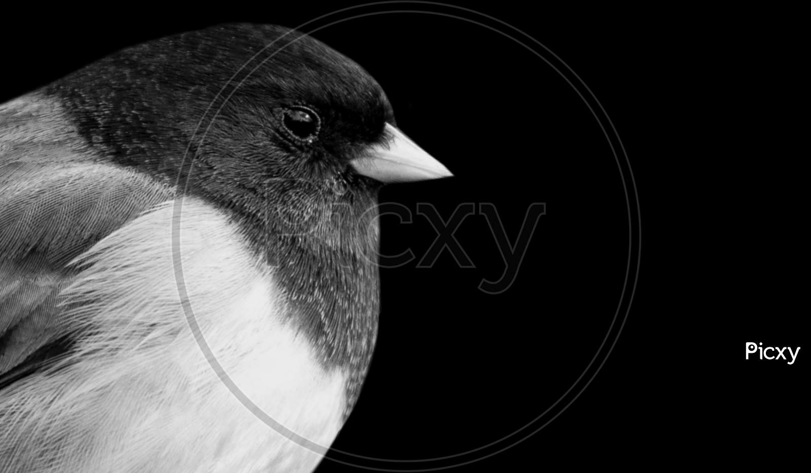 Black And White Little Dark-Eyed Junco Bird Face