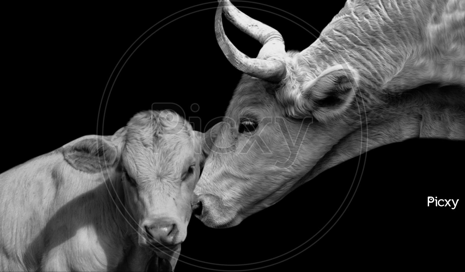 Black And White Mother Cow Playing With Her Baby Cow In The Black Background