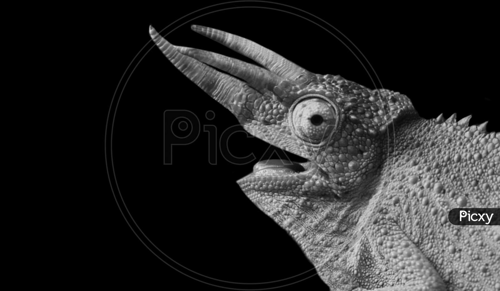Black And White Three Horned Chameleon Face On The Black Background