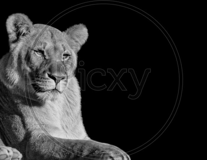 Beautiful Female Lion Sitting On The Black Background