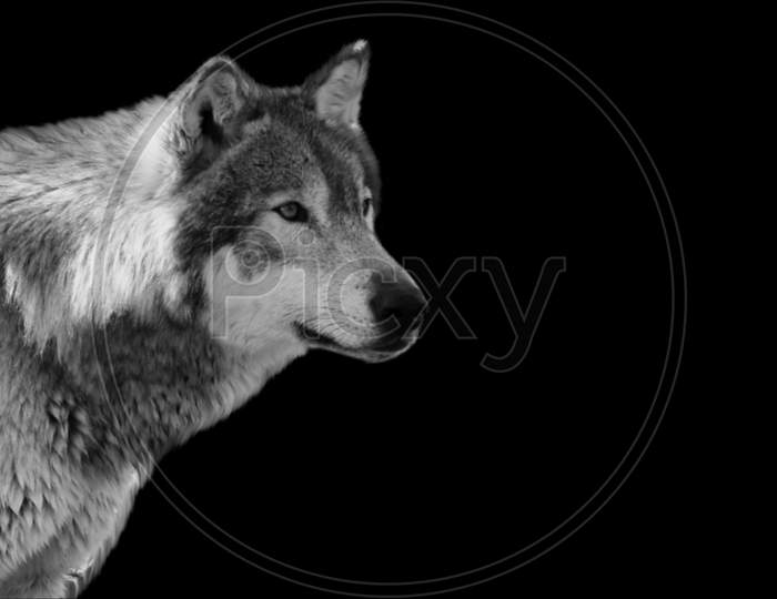 Dangerous Wolf Portrait On The Black Background
