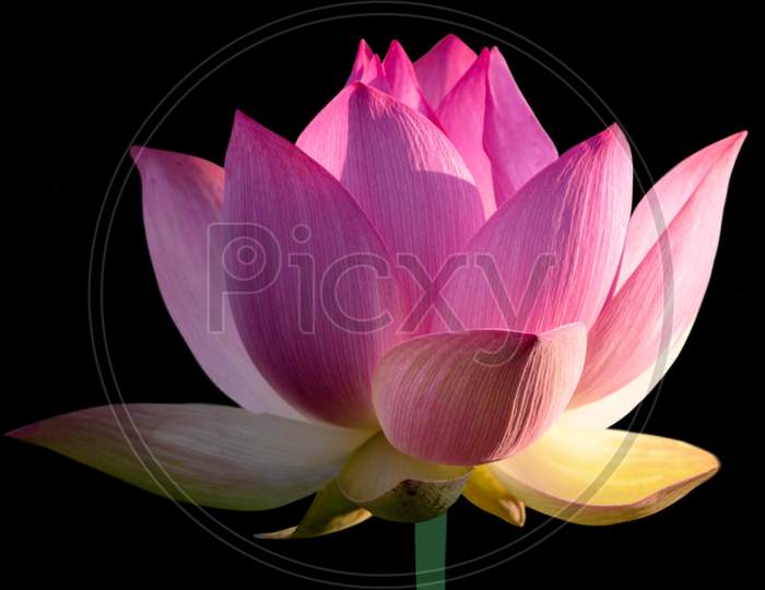 Beautiful Lotus Or Waterlily On The Black Background