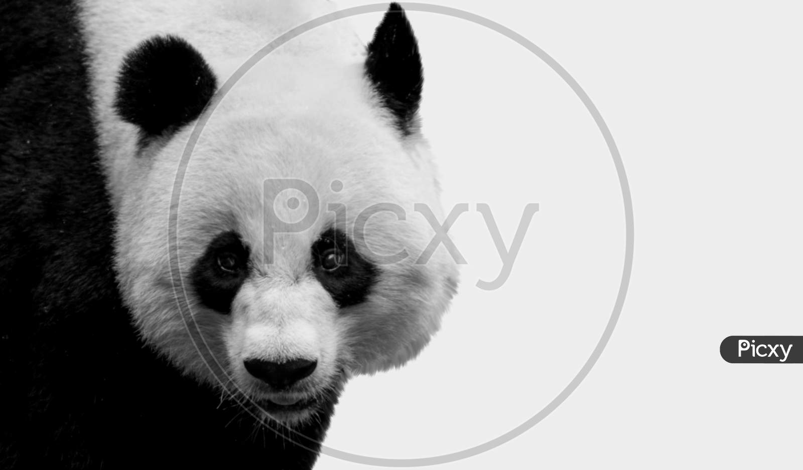 Beautiful Cute Big Panda Closeup Face On The White Background