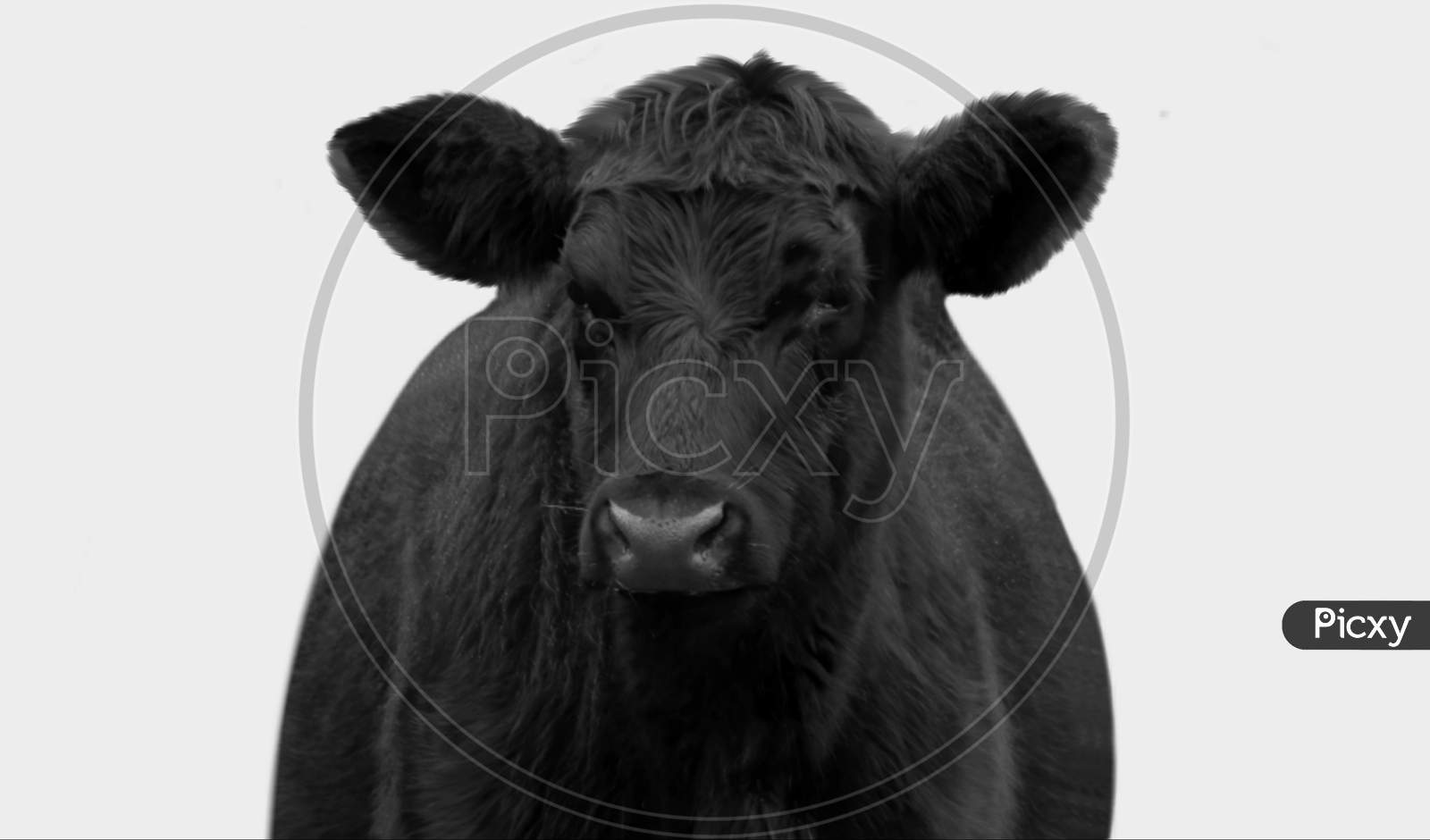 Black And White Cow On The White Background