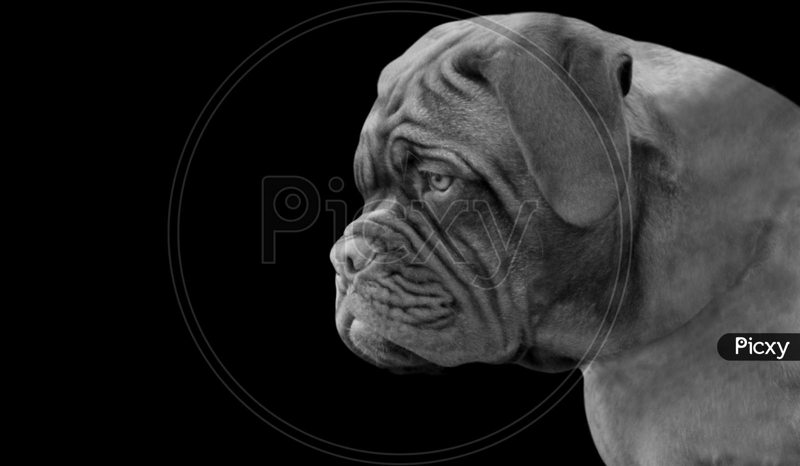 can dogue de bordeaux be black